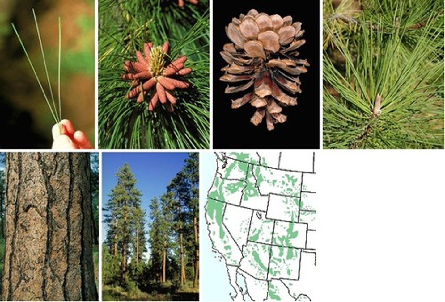 <p>Pinaceae Pinus ponderosa</p>