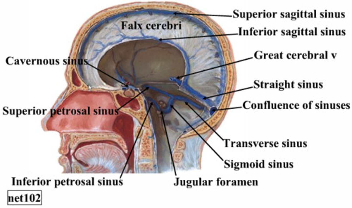 <p>great cerebral vein and inferior sagittal sinus</p>