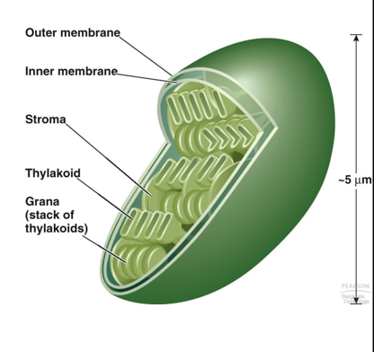 <ul><li><p>Green algae and photosynthetic protists</p></li><li><p>Double-stranded</p></li><li><p>Circular</p></li><li><p>No histone proteins</p></li><li><p>Supercoiled</p></li><li><p>Multiple copies in each nucleoid</p></li><li><p>80kb and 600kb</p></li><li><p>Universal code in translation</p></li><li><p>Gene org. similar to mtDNA: rRNA, tRNA’s, and some genes for photosynthesis, transcription, and translation, but many proteins come from nuclear DNA</p></li></ul>