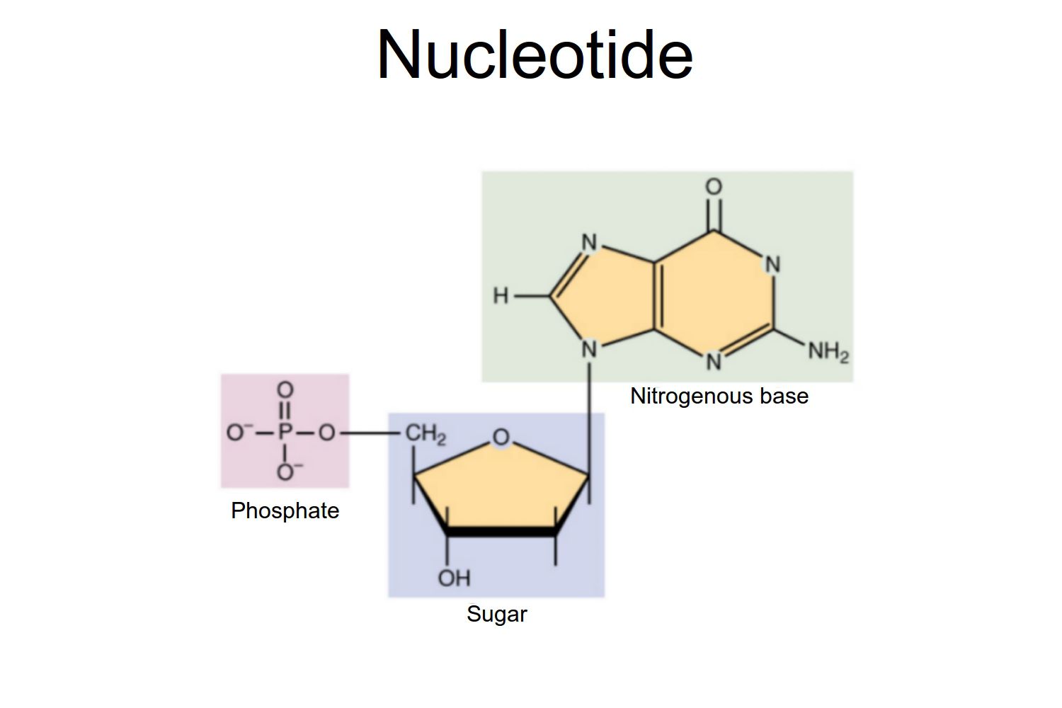 <ul><li><p>Molecules that contain genetic information, including DNA and RNA.</p></li><li><p>Consist of a 5’ carbon sugar, a nitrogen base and a phosphate.</p></li></ul><p></p>