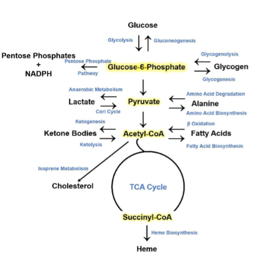 <p>1) gluco 6 phos. (use itn glycolysis—&gt; make pyruvate, can make glucose, can make glycogen, can make pentophosphate,) different ways to make gluco 6 phos. too)</p><p>Succinyl-coa can make tca also can make heme</p><p>(be familar with it will be good to know for future)</p>