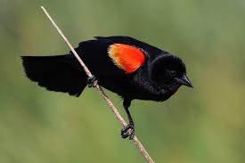 <p>What bird is this?</p>