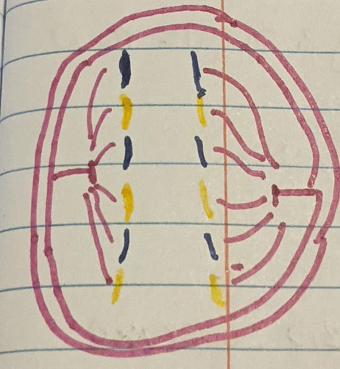 <p>Sister chromatids are split at the centromere and pulled apart. (A= Anaphase)</p>