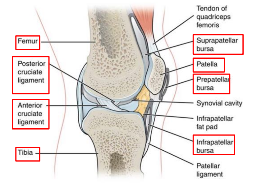 <p>the smaller ligament in the knee, on the posterior side. anterior cruicate ligament is smaller on this diagram, front side.</p>