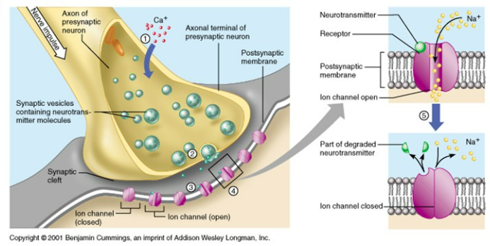 <p>The Sodium Potassium Pump is known for playing a big role in electrical gradients in nerve &amp; muscle cells to prepare neurons for nerve signaling.<br><br>By moving more Na+ out than K+ in, it keeps the inside of the neuron (cell) negatively charged until a signal arrives. When the sodium channel opens to let Na+ back in, it reverses the charge in a process called depolarization, which initiates a nerve impulse. <br></p>