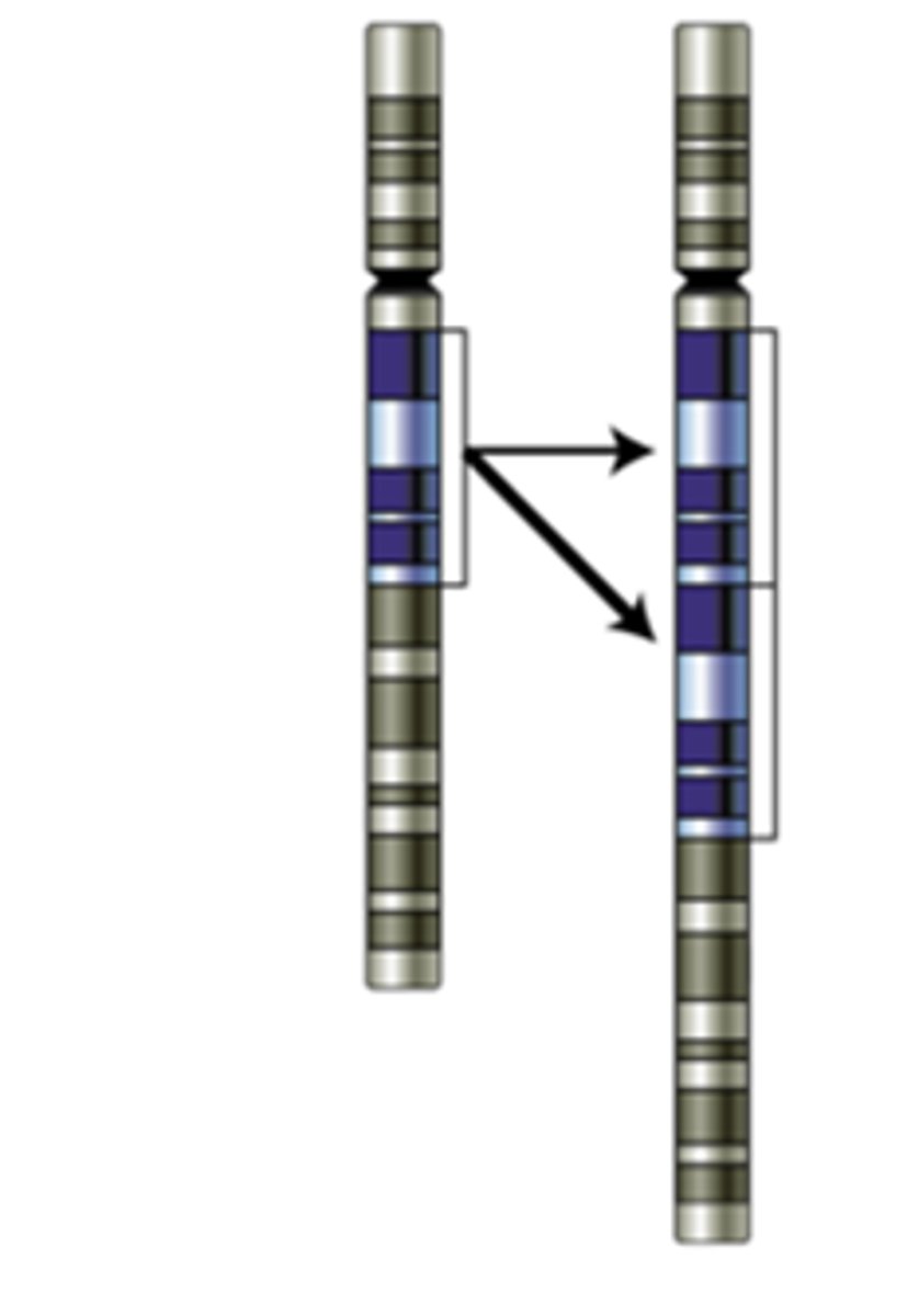<p>change to a chromosome in which part of the chromosome is repeated</p>