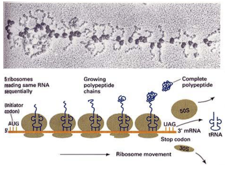 <p>yes —&gt; entities are polysomes </p><ul><li><p>train of ribosomes move along mRNA</p></li><li><p>researchers can isolate polysomes from cells and figure out which mRNA are being actively translated </p></li></ul><p></p>
