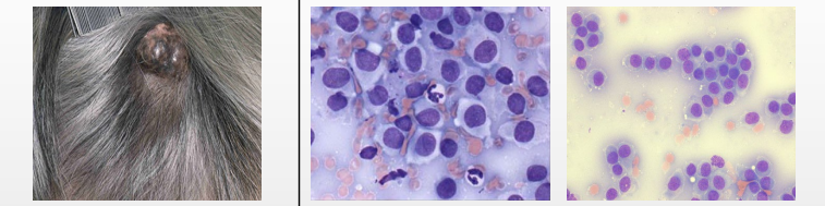 <p>What is this?</p><p>Describe the cells</p><p>Behaviour?</p>