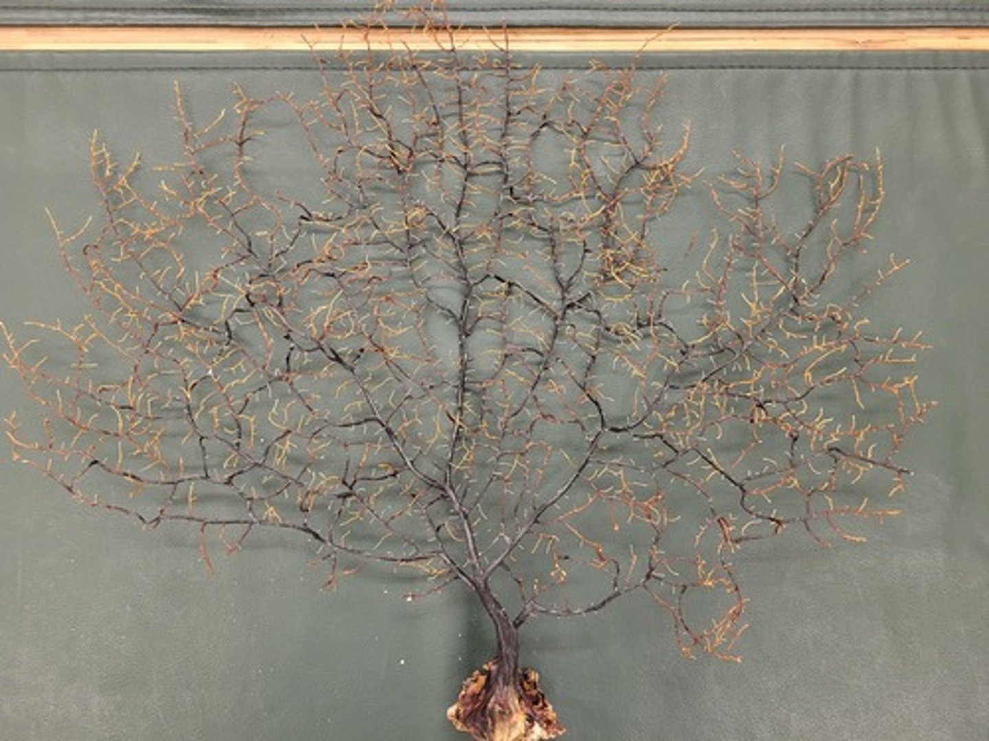 <p>Identify Taxonomy</p>