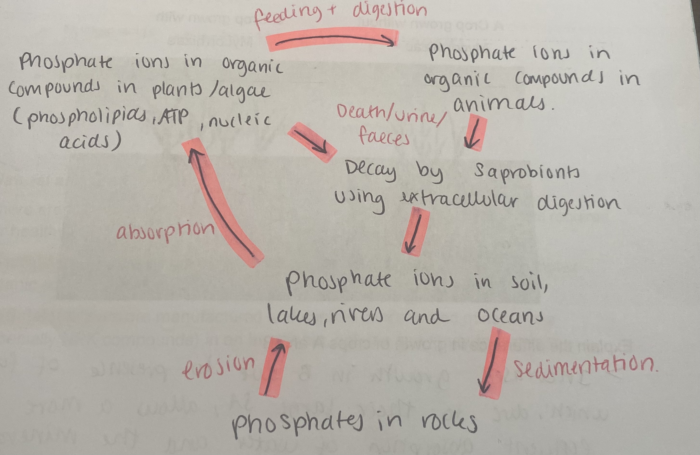 <ul><li><p>Saprobionts decompose dead animals/ plants/ algae/ waste materials using extracellular digestion.</p></li><li><p>Saprobionts absorb products of digestion and release phosphate ions into soils, lakes etc. where they dissolve (stored mainly in sedimentary rock).</p></li><li><p>Some phosphate ions are absorbed by plants and are used to form organic biological molecules used in growth (phospholipids, ATP, nucleic acids etc).</p></li><li><p>Phosphate ions passed to animals that feed on plants. Phosphate-containing organic compounds are digested then absorbed and assimilated.</p></li><li><p>Some dissolved phosphates in oceans can form rocks by sedimentation.</p></li><li><p>Phosphate in sedimentary rocks only return to cycle if geological upheavel and erosion occurs </p></li></ul><p></p>