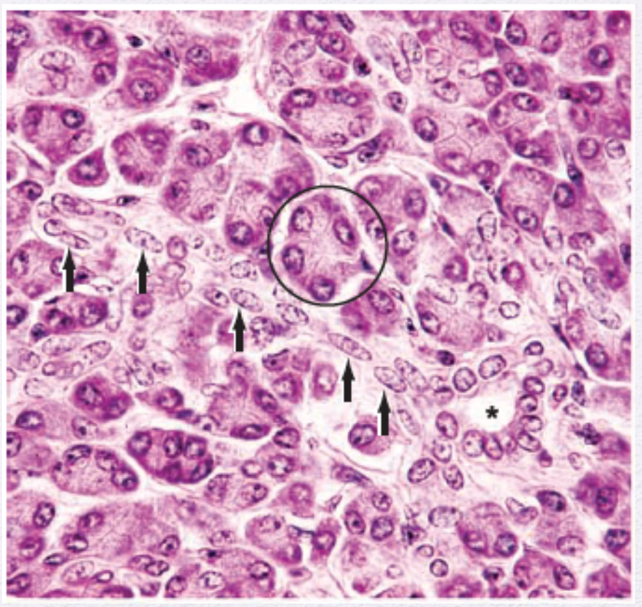<p>Identify the Epithelium (Circle)</p>