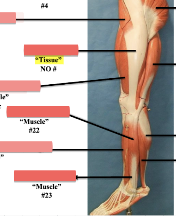 <p>Label muscle #22 </p>