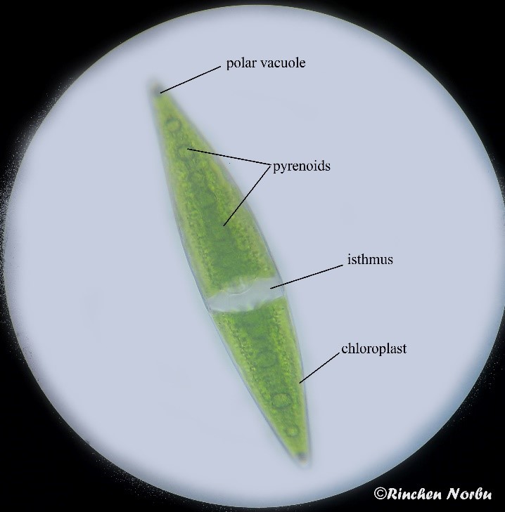 <p>Closterium</p><p>charophyta</p><p>green</p><p>lunate/elongate; tips usually tapered</p><p>Singles</p><p>Non-motile</p><p><span>At the very tips of the cell, there are special vacuoles that contain vibrating crystals of barium or calcium sulfate, the function of which is currently unknown.&nbsp;</span></p>