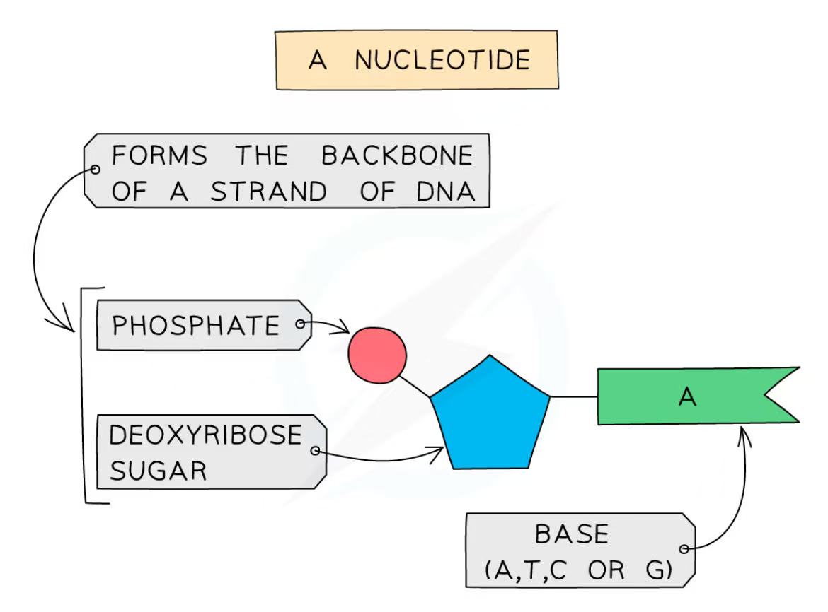 <ul><li><p>The backbone of the DNA is formed from a sugar molecule (deoxyribose) and a phosphate</p></li><li><p>The backbone is connected to a base: A, T, G, C</p></li></ul><p></p><ul><li><p>A nucleotide is a type of monomer. That is why DNA is a polymer (a molecule made up of monomers</p></li><li><p>DNA is also a polynucleotide</p></li></ul><p></p>