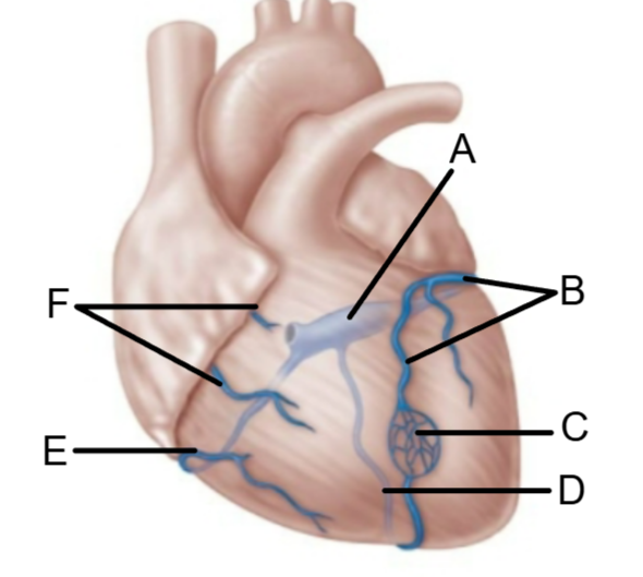 <p>Name the structure at C</p>