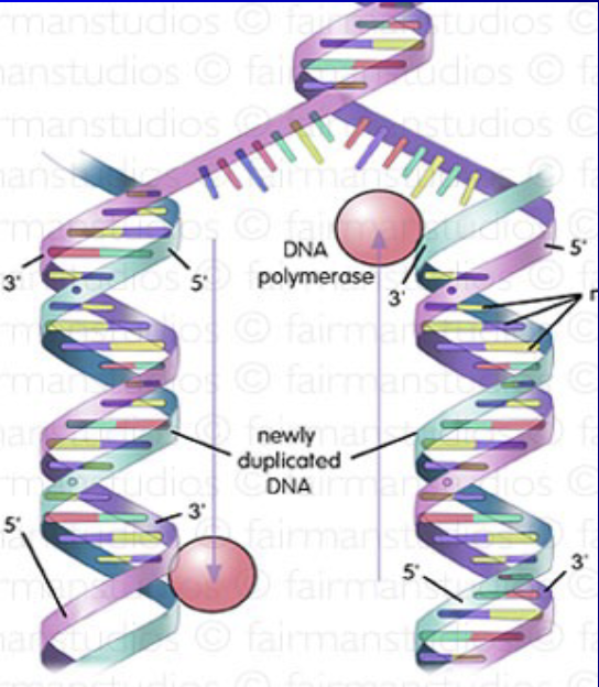 <ul><li><p>The double helix of the Parental strand is unwound and separated, and the enzyme DNA polymerase </p></li><li><p>then uses each old strand as a template to build a complementary Daughter strand</p></li><li><p> results in two new DNA molecules, each containing one original (parental) strand and one newly synthesized (daughter) strand</p></li></ul><p></p>