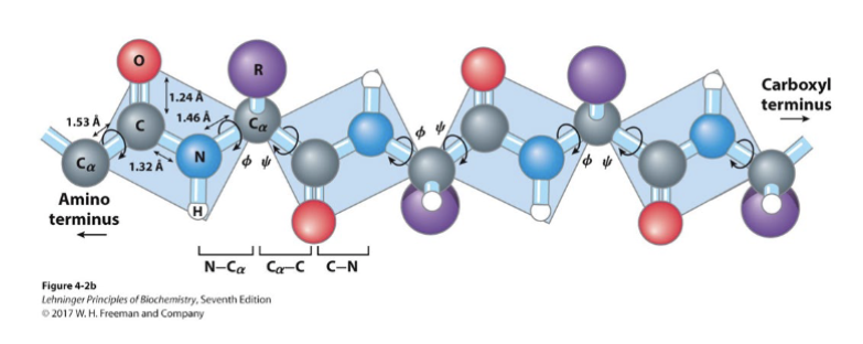 <p>The <strong>N-C<sub>a</sub> bond </strong>and the <strong>C<sub>a</sub> </strong>carbonyl bond</p>