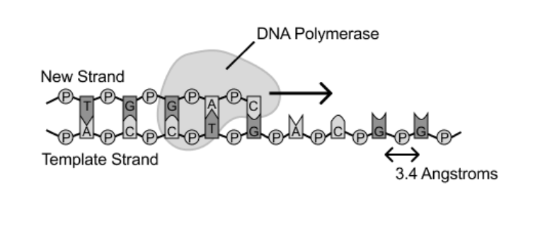 <p>If a single stranded DNA template is 6.8 micrometers in length and a single DNA polymerase requires ~4,000 seconds to replicate it what is the average replication rate of the polymerase?</p>