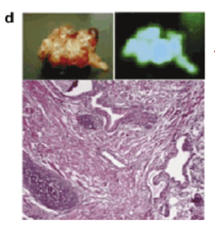 <p>when ES cells are injected into immune-compromised mice, they form teratocarcinomas that express GFP+ activity</p>