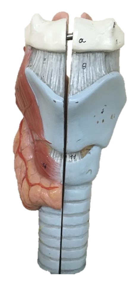<p>Thyroid gland</p>