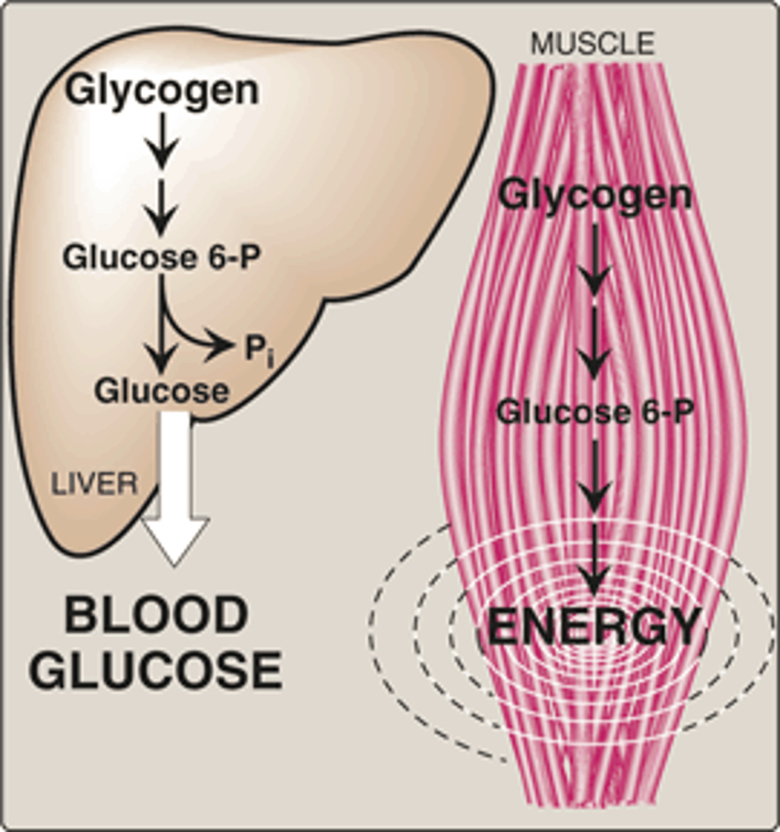 <p>Liver cells (stores glucose as glycogen, can release glucose during low levels of glucose)</p><p>Not muscle cells since they store glucose exclusively for themselves</p>