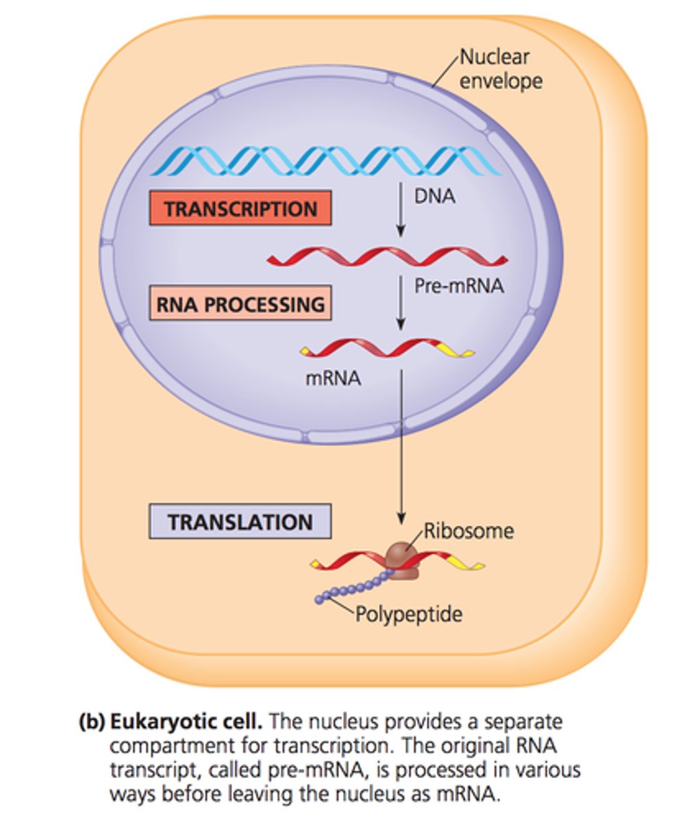 <p>occurs in the nucleus and can bind to a DNA template on its own.</p>