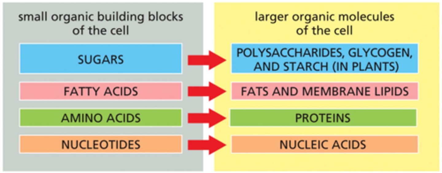 <p>· Mineral/clay surfaces, UV light, & phosphorylated molecules can polymerize organic molecules</p>