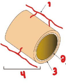 <p>Label the layers of the arterial wall seen here.</p>