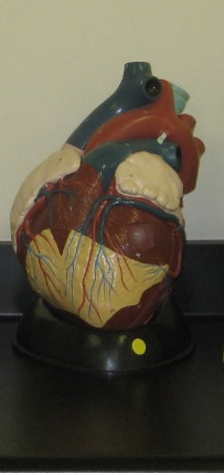 <p>Organ Level</p>