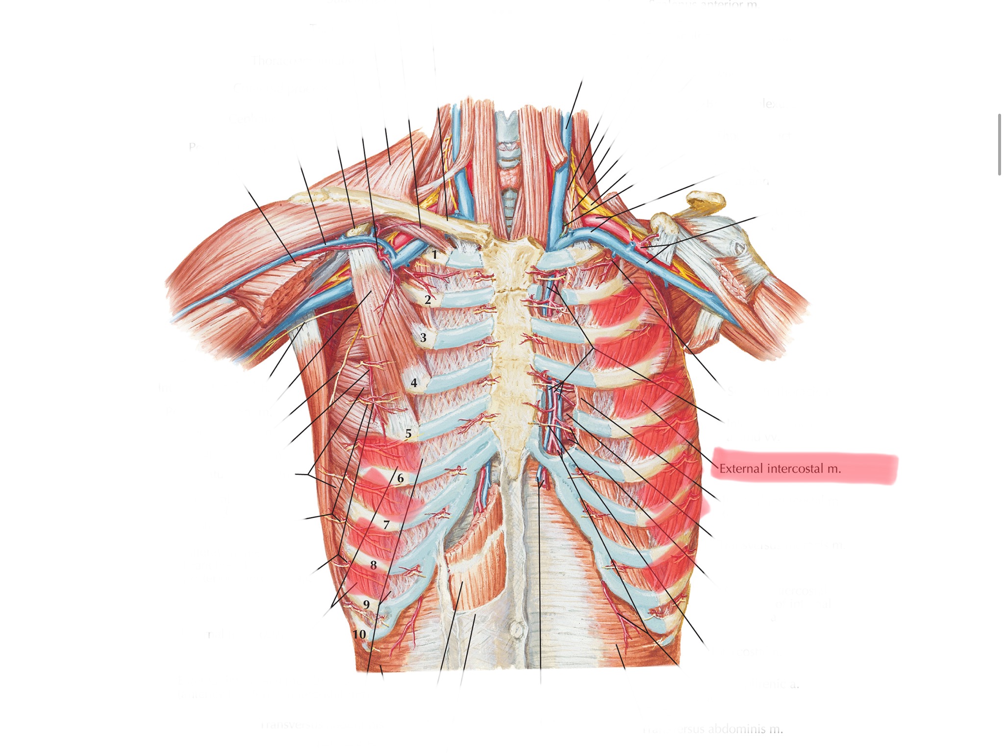 knowt flashcard image