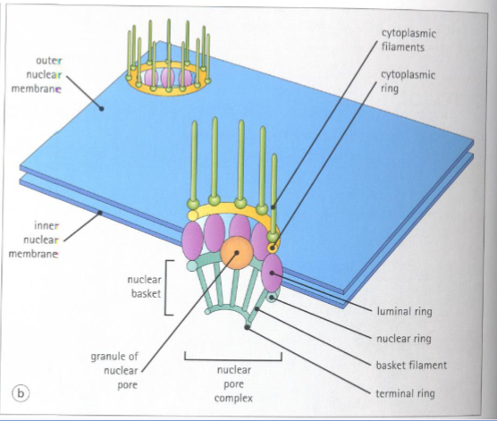 <p><mark data-color="yellow" style="background-color: yellow; color: inherit">Nuclear pores are formed by concentric rings of subunits that create the nuclear pore complex,</mark> which facilitates transport between the nucleus and cytoplasm.</p>