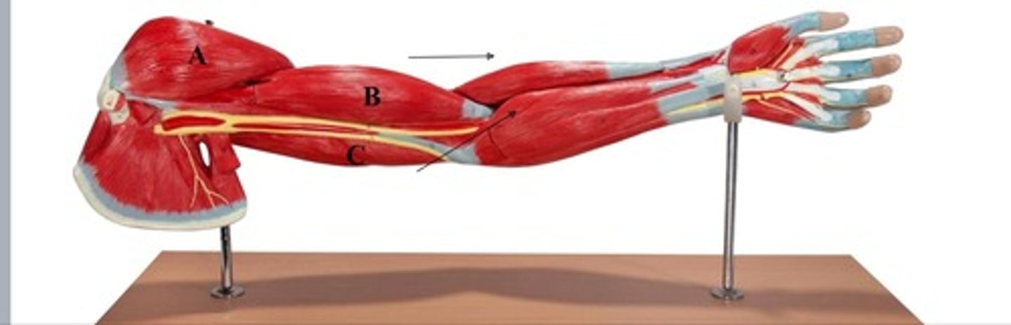 <p>C-</p>