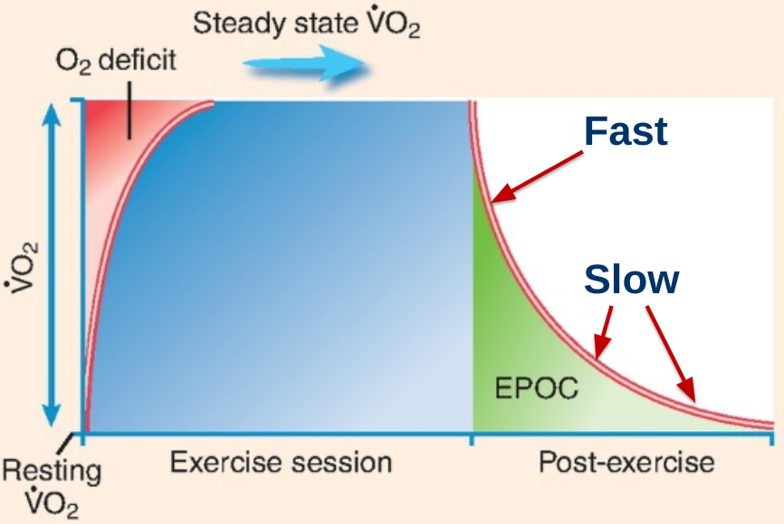 \-elevated VO₂ following exercise

\-very minimal increase above resting VO₂

\-exercise intensity & duration dependent

\-most meaningful after high-intensity exercise & less-trained individuals