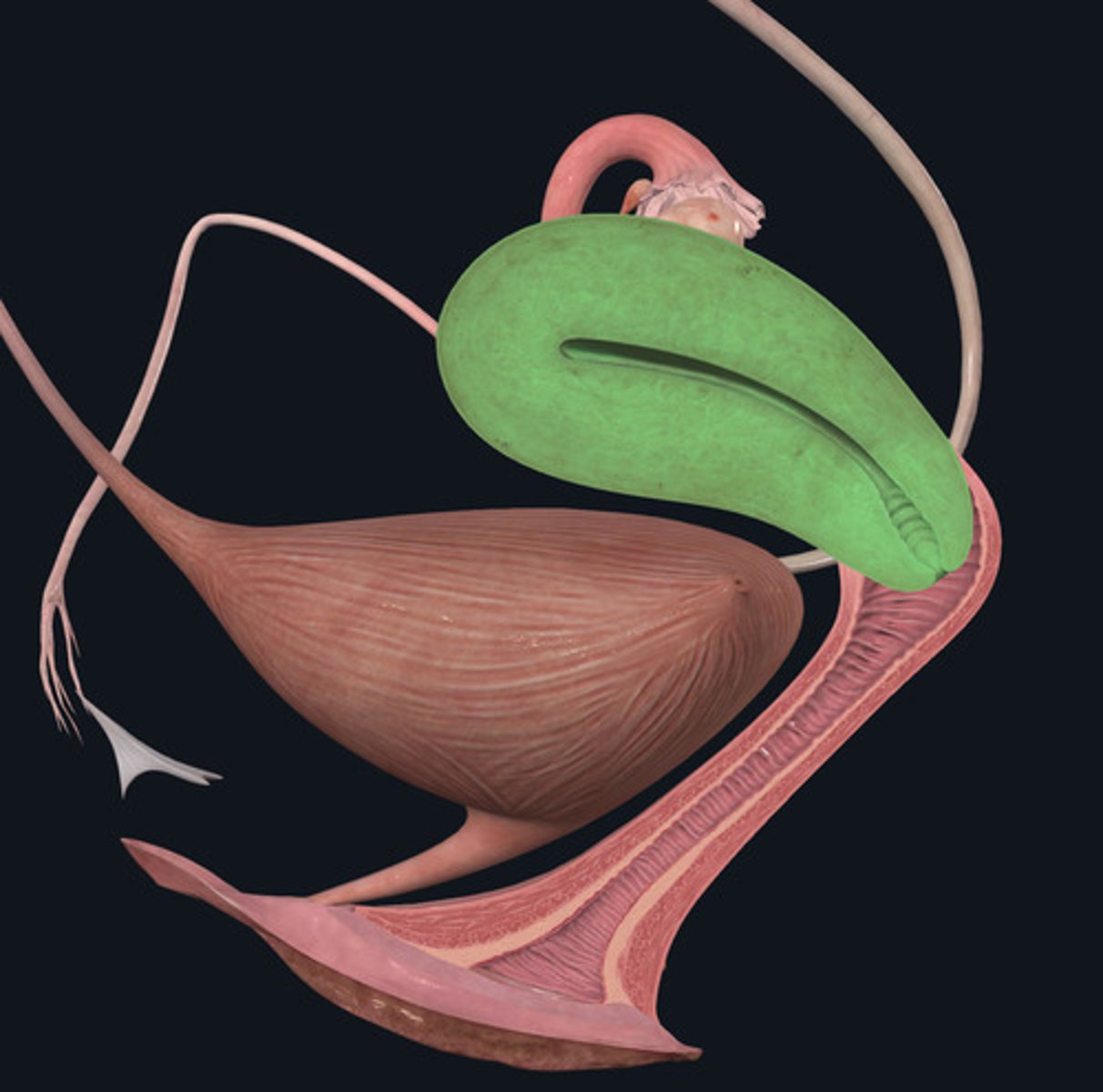 <p>ID Structure Highlighted Green</p>