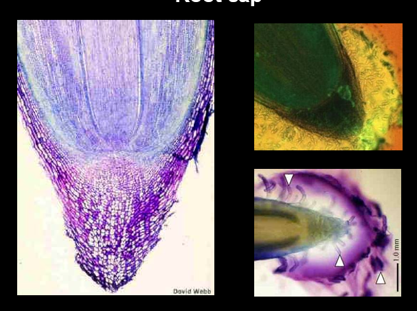 <p>Root Cap</p>