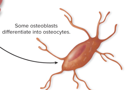 Mature Bone Cells

Reside in lacunae; maintain matrix and detect

mechanical stress on a bone