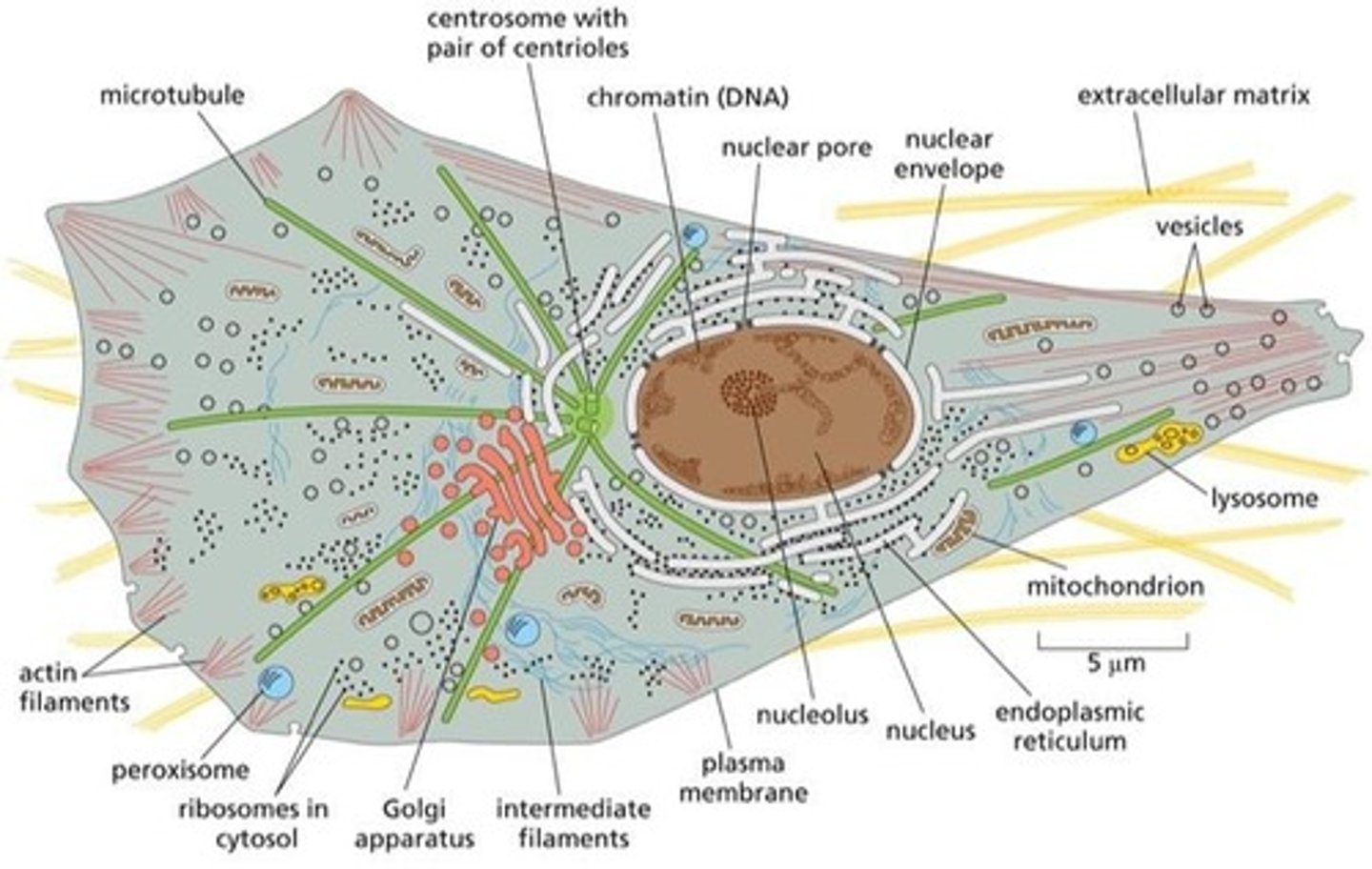 <p>Zellweger syndrome is a disorder in which peroxisome function is severely impaired. It is caused by mutations in genes that encode proteins necessary for the proper assembly of peroxisomes.Symptoms include impaired development and neuronal symptoms. Patients do not usually survive beyond a year of age.</p>