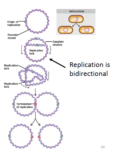 <p>Bacteria Replication <strong>chromosomes is bidrectional</strong></p><ul><li><p>Vertical Gene Transfer (for prokaryotic)</p></li><li><p>Asexual reproduction (one parent → two daughters)</p><p></p></li></ul><p></p>