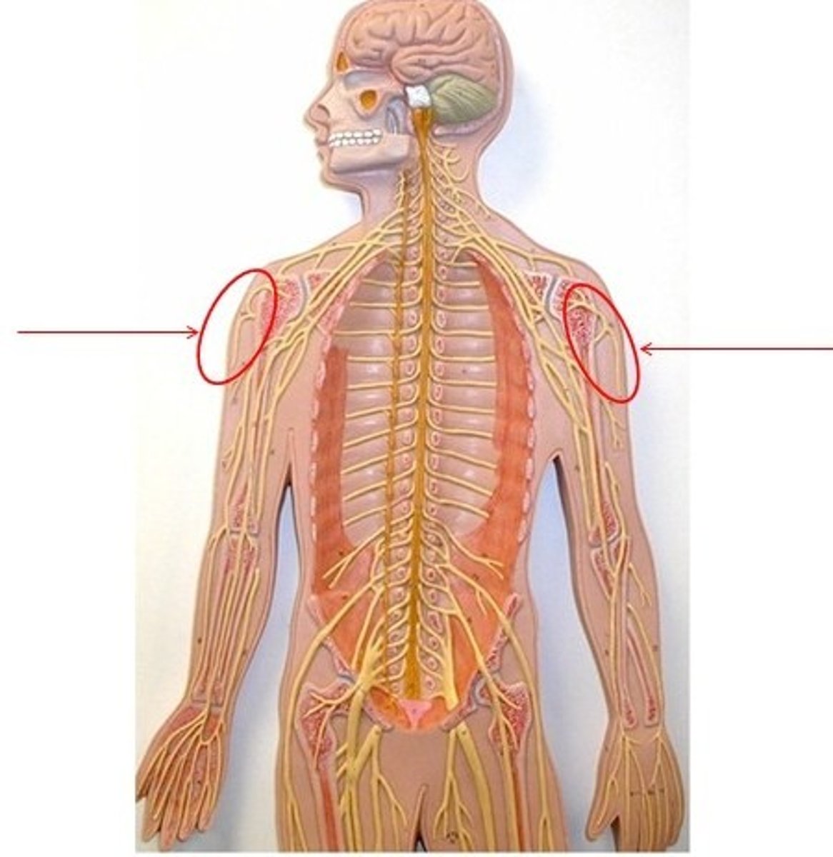 <p>controls movement and sensation of shoulder</p>