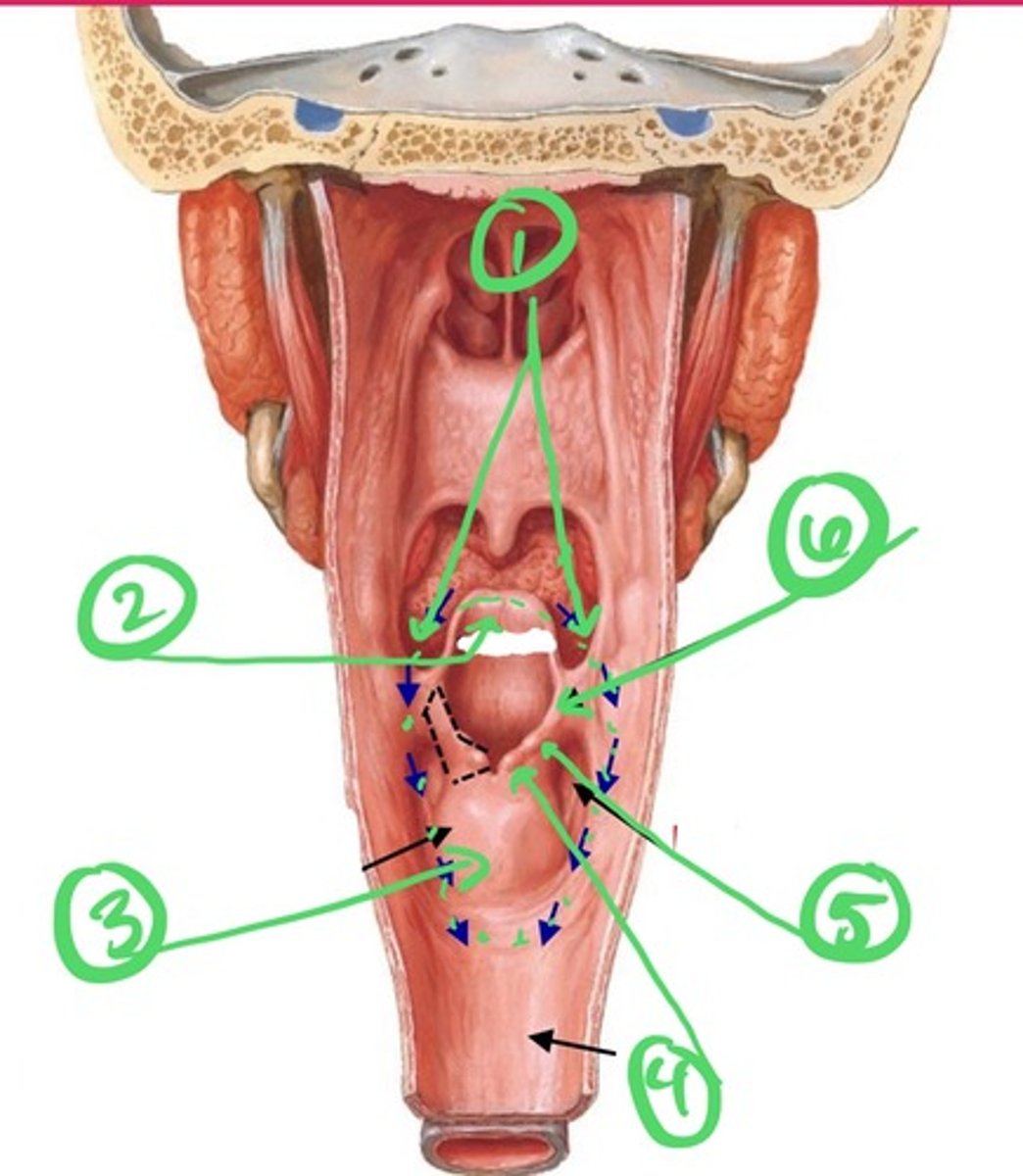 knowt flashcard image