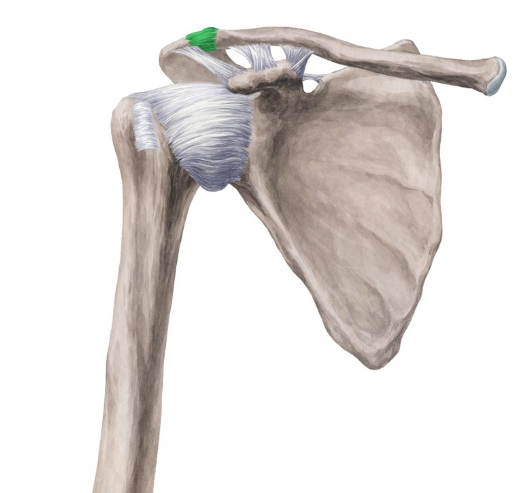 <p>What are the <strong>articulations</strong> of the acromioclavicular Joint?</p>