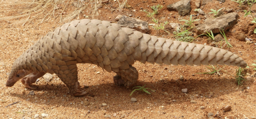 <p>Pangolins</p>
