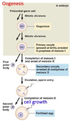 <ul><li><p>PGC’s differentiëren zich tot oogonia</p><ul><li><p>ondergaan mitose &amp; beginnen meiose tijdens het foetale leven als primaire oöcyten</p></li></ul></li><li><p>primaire oöcyten blijven in profase I totdat ze tijdens menstruatiecyclus worden gestimuleerd om meiose te hervatten</p></li><li><p>elke primaire oöcyt heeft potentie om een secundaire oöcyt &amp; eerste poollichaam te vormen</p></li><li><p>elke secundaire oöcyt heeft potentie om een definitieve oöcyt &amp; een ander polair lichaam te vormen</p></li></ul><p>→ elke primaire oöcyt kan dus 1 functionele gameet voortbrengen</p><p>(ploidie = aantal kopies van ieder chromosoom)</p><p>(N = aantal kopijen van een bepaalde DNA molecule of chromatide)</p><p></p><ul><li><p>proliferatieve kiemcellen die productie van oöcyten &amp; follikels in postnatale zoogdierovarium ondersteunen</p><ul><li><p>definitieve voorraad oöcyten</p><ul><li><p>(= centraal dogma van de reproductiebiologie)</p></li><li><p>verloopt zeer geleidelijk &amp; in fasen (met ‘rust’periode)</p></li><li><p>primaire oocyte ‘in rust’ tot aan ovariële cyclus</p></li><li><p>meiose 1 wordt afgewerkt tijdens de ovariële cyclus</p></li><li><p>meiose II wordt afgewerkt indien bevruchting</p></li><li><p>per ovariële cyclus: 10 à 15 follikels worden geactiveerd, uiteindelijk slechts 1 rijpe follikel (follikelatresie)</p></li><li><p>rijpe eicel is een grote, immobiele cel</p></li></ul></li></ul></li></ul><p></p>