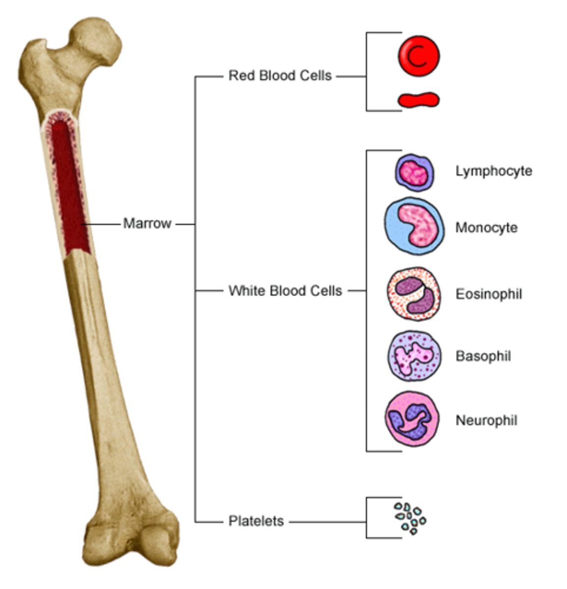 <p>In the spongy bone of the epiphysis and metaphysis and produces red blood cells, white blood cells, and platelets. Red color comes from hemoglobin (iron rich substance) in the erythroid cells.</p>