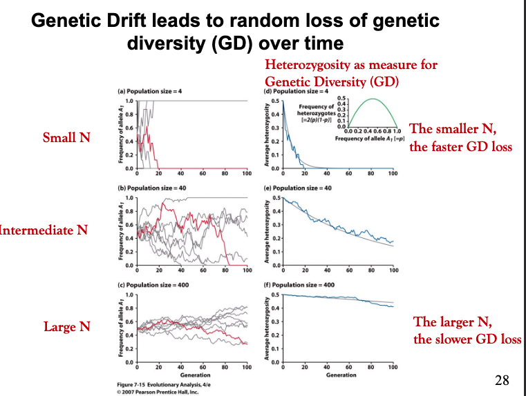 <p><strong>1. Evolutionary Force Tested:</strong></p><ul><li><p><strong>Genetic drift</strong>, showing random changes in allele frequencies over generations.</p></li></ul><p><strong>2. Changes in Allele Frequency:</strong></p><ul><li><p>Started with heterozygous populations (bw/bw75).</p></li><li><p>Over 20 generations, allele frequencies shifted:</p><ul><li><p>Initially <strong>bell-shaped distribution</strong>.</p></li><li><p>Ended with <strong>U-shaped distribution</strong> (30:28 fixed-to-loss ratio).</p></li></ul></li></ul><p><strong>3. Consequences on Genetic Diversity:</strong></p><ul><li><p><strong>Random loss of genetic diversity</strong>; smaller populations lost diversity faster.</p></li><li><p>Drift acts randomly, not adaptively, reducing heterozygosity over time.</p></li></ul><p></p>