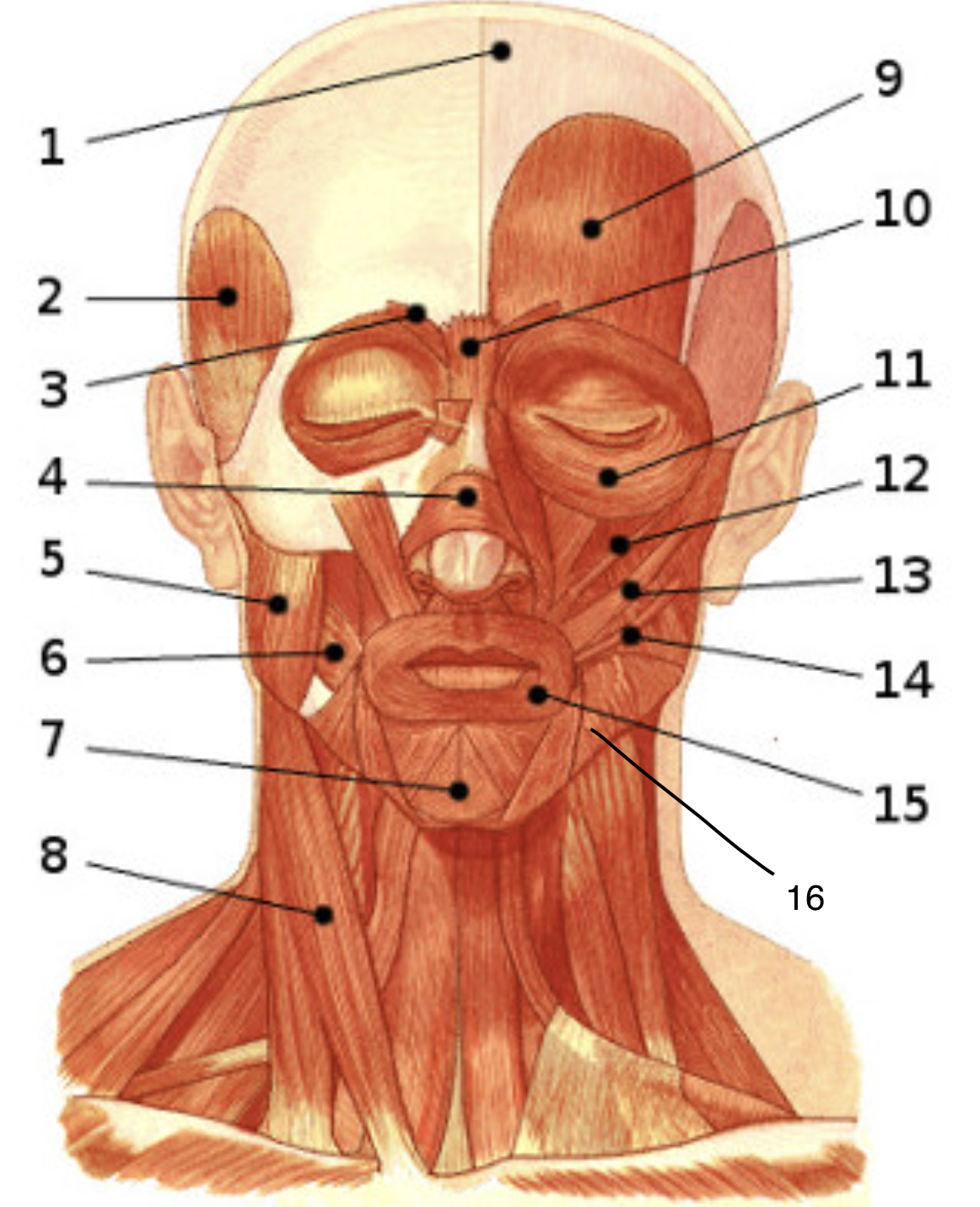<p>16</p>