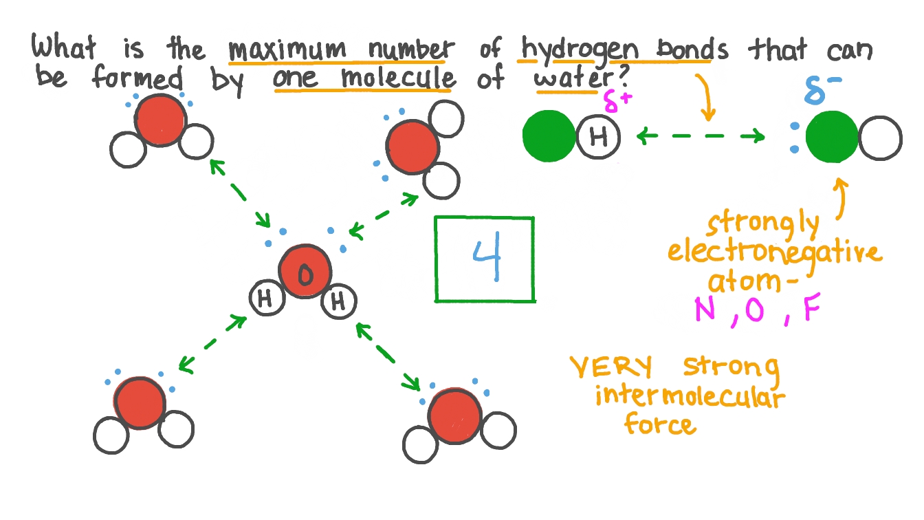 <p>4 Hydrogen Bonds</p>