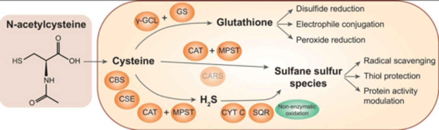 <p>N-Acetylcysteine.</p>
