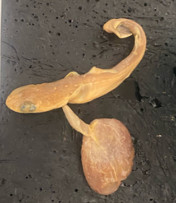 <p>What is the order and common name of this vertebrate called? </p>