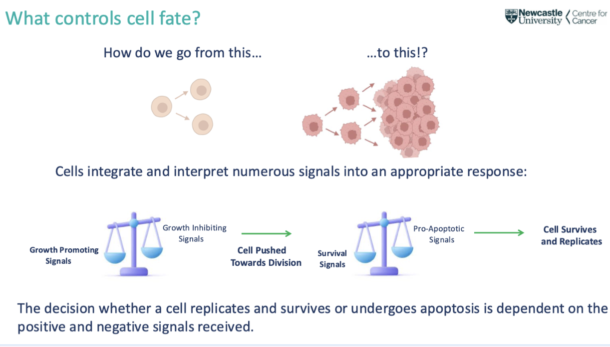 <p><span style="background-color: inherit; line-height: 22px; color: windowtext;"><span>Controlled by signals</span></span><span style="line-height: 22px; color: windowtext;"><span>&nbsp;(positive and negative)</span></span></p><p class="Paragraph SCXO172745087 BCX0" style="text-align: left;"><span style="background-color: inherit; line-height: 22px; color: windowtext;"><span>Growth promoting and inhibitory</span></span><span style="line-height: 22px; color: windowtext;"><span>&nbsp;</span></span></p><p class="Paragraph SCXO172745087 BCX0" style="text-align: left;"><span style="background-color: inherit; line-height: 22px; color: windowtext;"><span>Cell enters G1 if promoting outweighs inhibitory</span></span><span style="line-height: 22px; color: windowtext;"><span>&nbsp;</span></span></p><ul><li><p class="Paragraph SCXO172745087 BCX0" style="text-align: left;"><span style="background-color: inherit; line-height: 22px; color: windowtext;"><span>Very strict signals that regulate this&nbsp;</span></span><span style="line-height: 22px; color: windowtext;"><span>&nbsp;</span></span></p></li><li><p class="Paragraph SCXO172745087 BCX0" style="text-align: left;"><span style="background-color: inherit; line-height: 22px; color: windowtext;"><span>Inhibitory- p53</span></span><span style="line-height: 22px; color: windowtext;"><span>&nbsp;</span></span></p></li></ul><p></p>